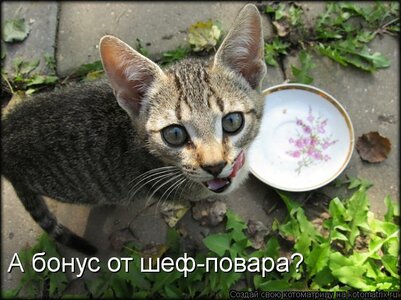 kotomatritsa_Nx.jpg