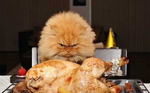 cats_food_funny_1024x768_wallpaper_Wallpaper_1920x1200_www.wall321.com.jpg