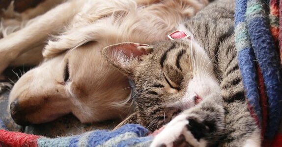 All-Day-Snuggles.jpg