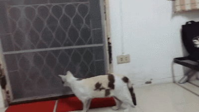 11.gif
