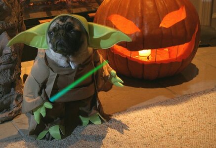 sad_pugs_in_costumes_20.jpg