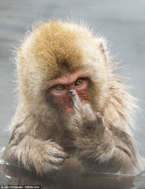 bloggif_5707c3fc98607.gif