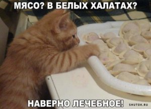 Кот-6.jpg