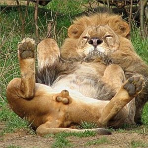 Лев1.jpg