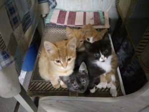 Котятки).jpg Котятки).jpg