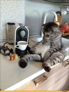 котэ-кофе-доброе-утро-5573231.jpeg