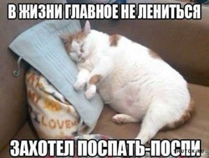 Кот-26.jpg