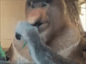 image.gif
