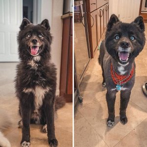 funny-dog-haircut-fails-grooming-quarantine-100-5eb01bf77d1a8__700-1588935930339.jpg