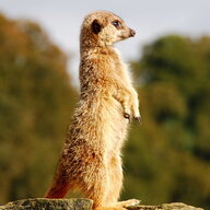 Lemur99