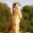 Lemur99